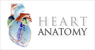 Heart Anatomy - Norvist