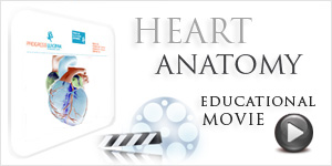 Heart Anatomy - Norvist